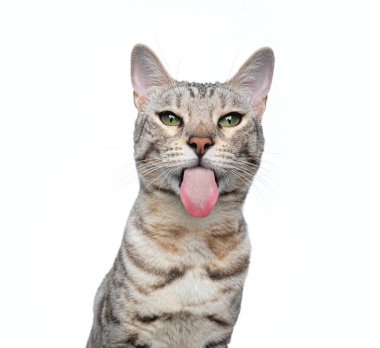 Beyaz arka planda gümüş tekir kedisi komik surat portresi