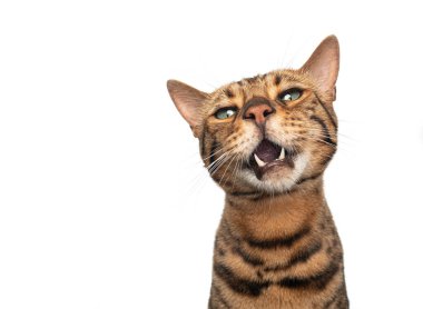 Kahverengi bengal kedisi komik surat portresi yapıyor.