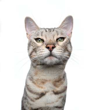 Beyaz arka planda gümüş tekir kedi portresi