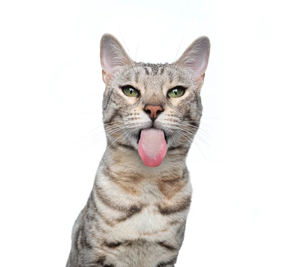 Silver tabby bengal cat funny face portrait auf weißem Hintergrund — Stockfoto