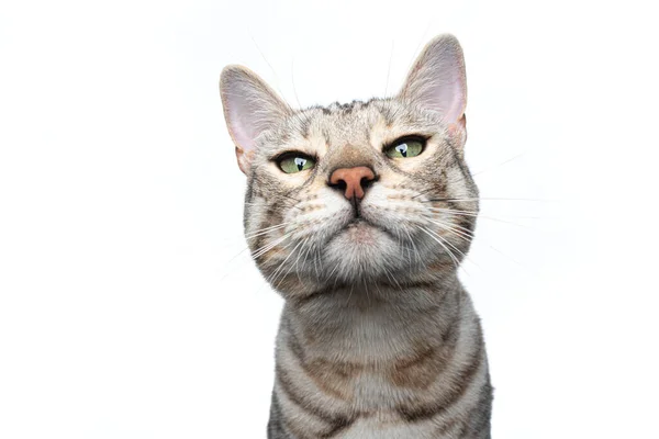 Ezüst tabby bengáli macska vicces arc portré -on fehér háttér — Stock Fotó