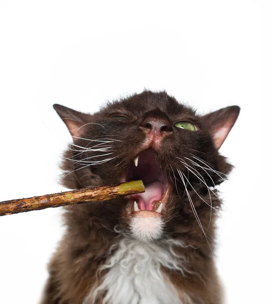 Chocolate blanco laperm gato con boca abierta masticando en matatabi palo — Foto de Stock