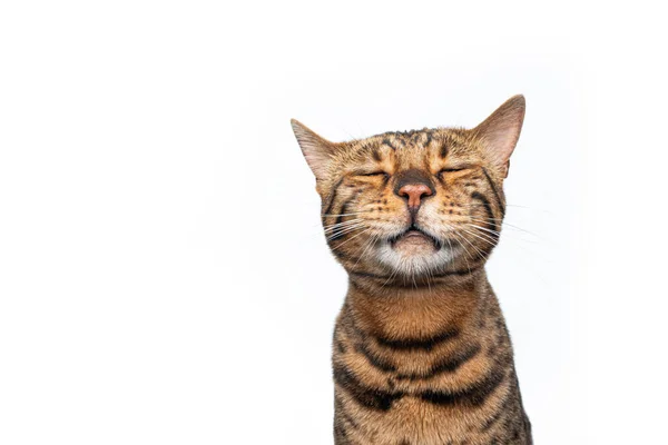 Barna bengáli macska csinál buta arc vicces portré — Stock Fotó