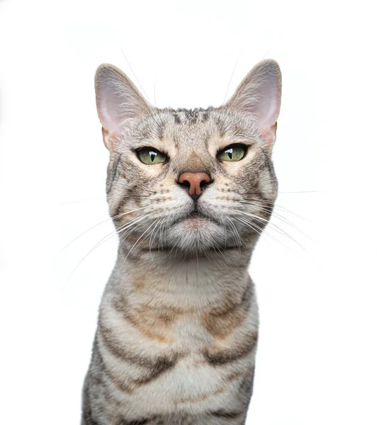 Beyaz arka planda gümüş tekir kedi portresi