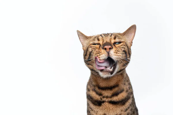棕色斑斑猫做傻脸滑稽肖像画 — 图库照片