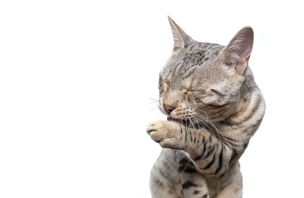 银肥斑斑猫清洁白色背景的舔爪 — 图库照片