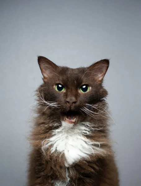 Chocolate white brown LaPerm Cat making funny face portrait — Stock Photo, Image