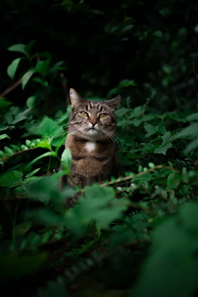 Тэбби кот на улице среди зеленых растений и пышной листвы — стоковое фото