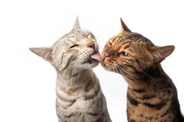 İki farklı renkli Bengal kedisi öpüşüyor.