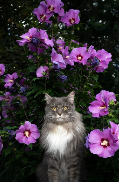 Chat à poil long blanc gris devant l'hibiscus à fleurs roses — Photo