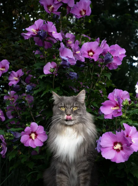 Grijze witte langharige kat voor bloeiende Hibiscus met roze bloesems — Stockfoto
