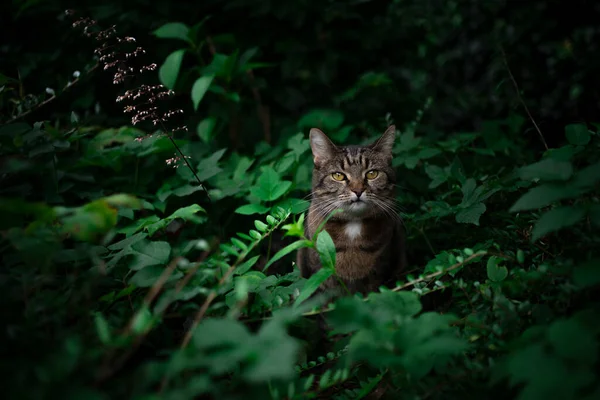 Tabby cat outdoors amid green plants and lush foliage — Stock Photo, Image