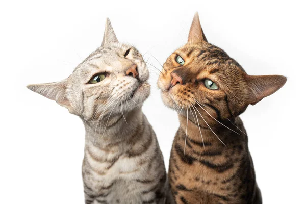 Два різних кольорових котів пліч-о-пліч роблять смішне обличчя — стокове фото