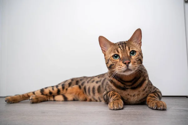 Krásná hnědá bengálská kočka odpočívající na dřevěné podlaze — Stock fotografie