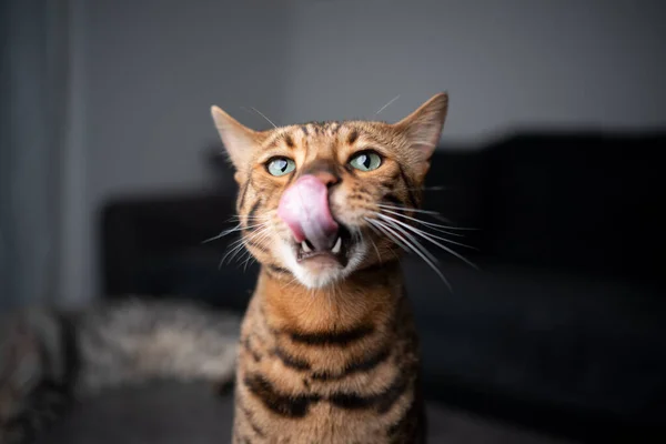 Hungrige Bengalkatze leckt Lippen und Nase Portrait — Stockfoto