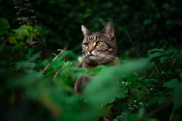 Tabby macska szabadban között zöld növények és buja lombozat — Stock Fotó