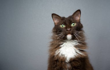 Gri arkaplanda çikolata beyazı kedi portresi