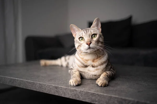 Meraklı Bengal kedisi oturma odasında dinleniyor. — Stok fotoğraf