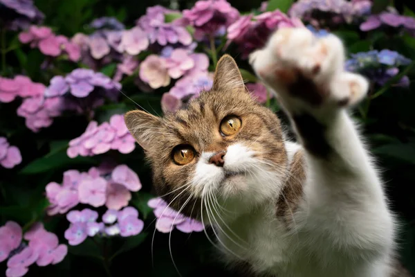 Tabby valkoinen kissa edessä kukkivat hortensia kasvi ulkona — kuvapankkivalokuva