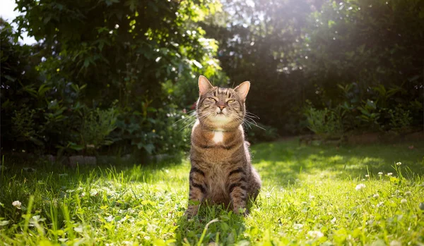 Gatto seduto sul prato in giardino soleggiato — Foto Stock