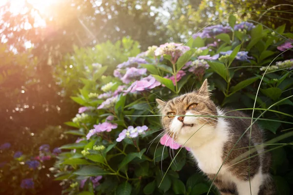 Gato cheirando lâmina de grama ao ar livre — Fotografia de Stock