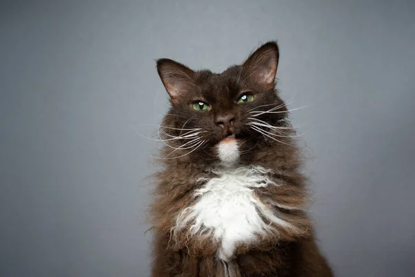 Chocolate branco marrom LaPerm gato fazendo engraçado rosto retrato — Fotografia de Stock