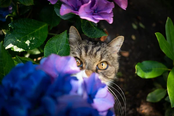 Scheue Katze versteckt sich unter blühender Hortensienpflanze — Stockfoto