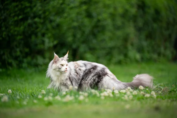Bonito maine casulo gato ao ar livre no gramado verde — Fotografia de Stock