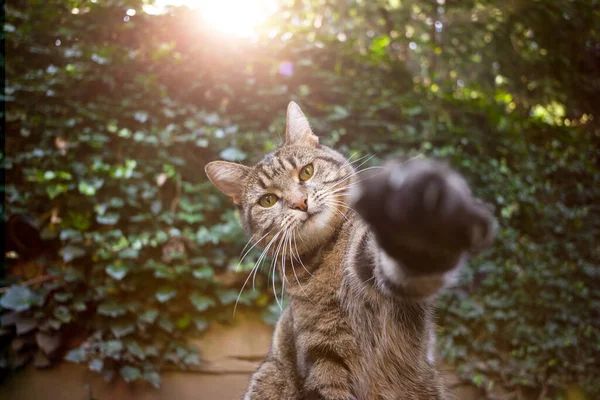 嬉闹的胖胖的猫在户外举起爪子 用复制空间拿相机 — 图库照片