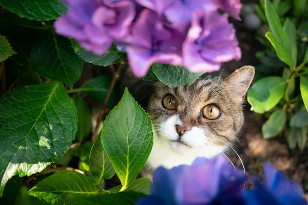 Gato tímido escondido sob planta hortênsia florescente — Fotografia de Stock