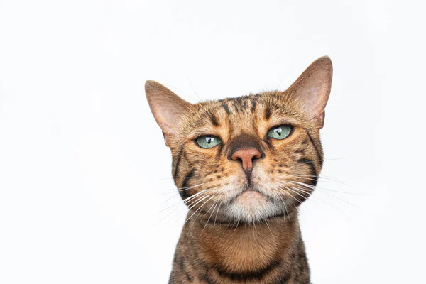 Marrón manchado bengala gato cabeza retrato —  Fotos de Stock