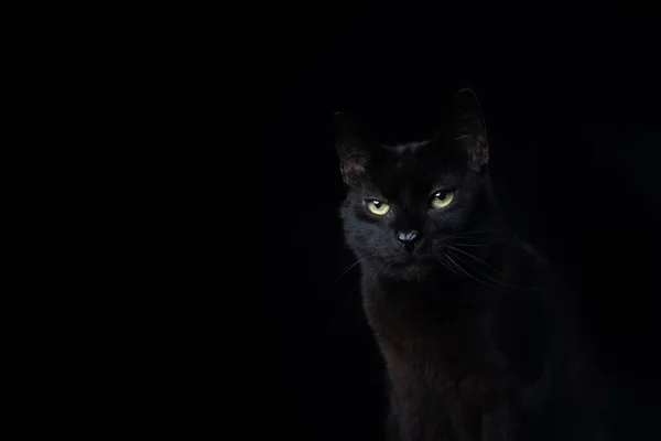 Svart katt på svart bakgrunnsportrett – stockfoto