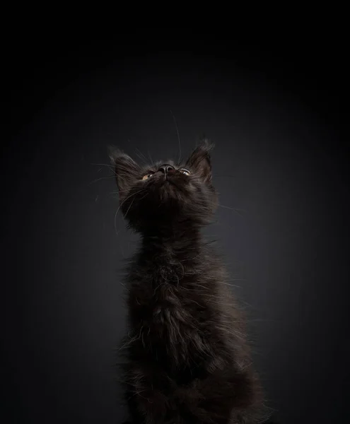 Schwarzes Maine Coon Kätzchen schaut zum Kopierraum auf schwarzem Hintergrund auf — Stockfoto