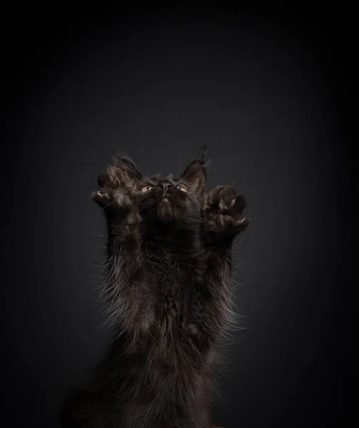 Słodkie grać maine coon kotek podnoszenie łapa — Zdjęcie stockowe