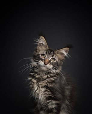 Şirin tekir rakun kedi yavrusu. Şifa portresi.