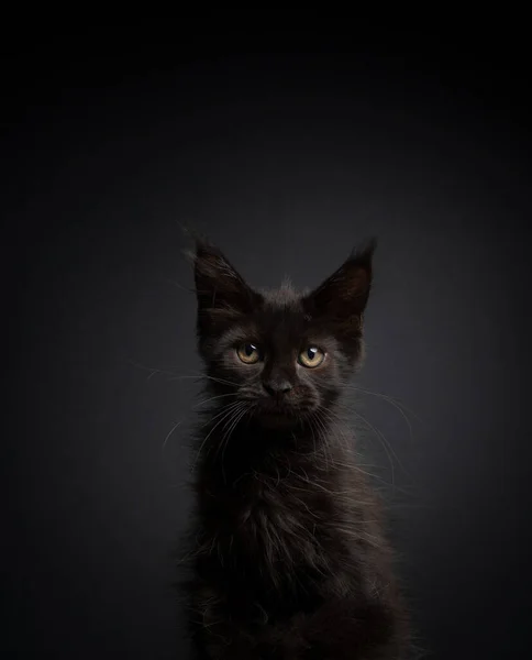 Schattig zwart maine coon kitten portret op zwarte achtergrond — Stockfoto