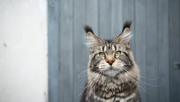 Tabby maine coon cat portrait auf hölzernem Hintergrund — Stockfoto