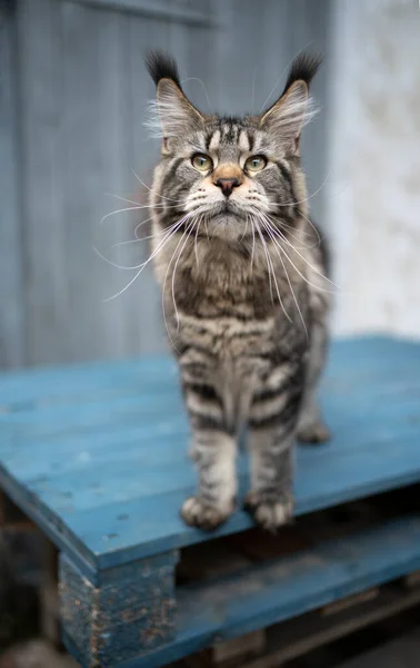 แมวเหมืองแร่แท็บบี้ ยืนอยู่บนพาเลทไม้ — ภาพถ่ายสต็อก