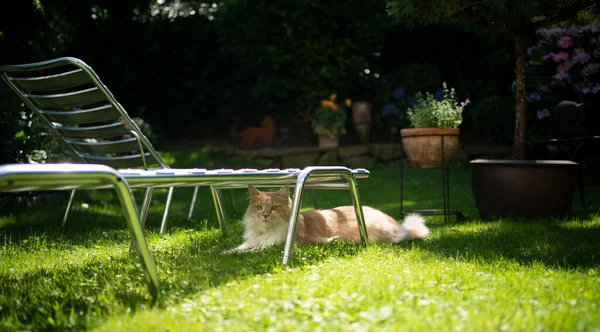 cat resting in shade under sun lounger outdoors in sunny back yard