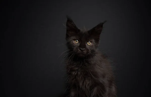 Słodkie czarny maine coon kotek portret na czarny tło — Zdjęcie stockowe
