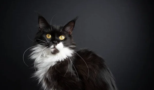 Noir et blanc maine coon chat sur fond noir portrait — Photo