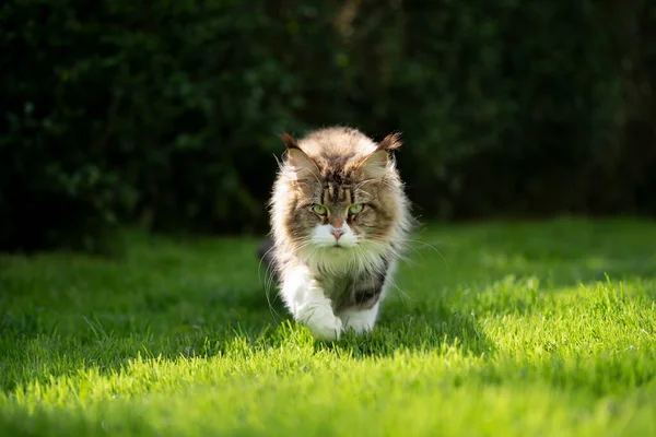 Gestromte weiße Maine Coon Katze läuft im Sonnenlicht auf grünem Gras — Stockfoto