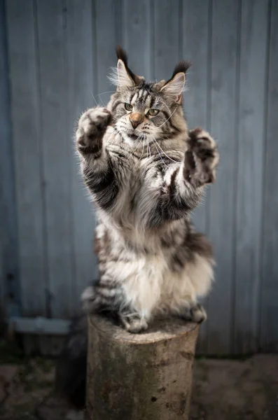 Verspielte Katze steht auf Hinterbeinen und bewegt Pfoten — Stockfoto