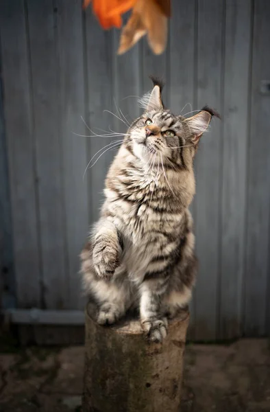 Tabby maine coon cat brincando com brinquedo de penas — Fotografia de Stock