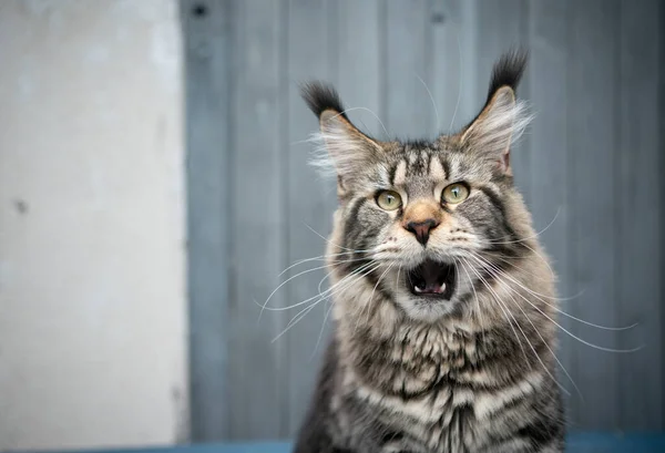 Tabby maine casulo gato meowing fazendo cara engraçada — Fotografia de Stock