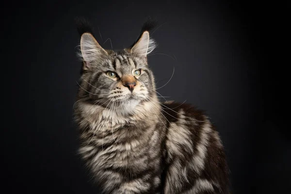 Tabby Maine Coon Katzenporträt auf schwarzem Hintergrund — Stockfoto