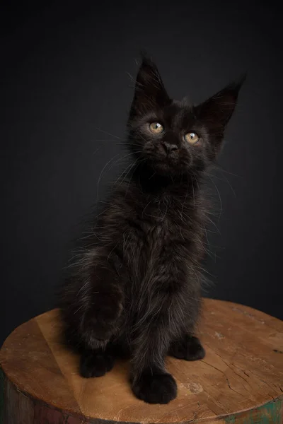 Neugierige gelbäugige schwarze Kätzchen auf schwarzem Hintergrund — Stockfoto