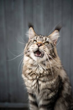 Gevezelik eden rakun kedi, ağzı açık yukarı bakıyor.