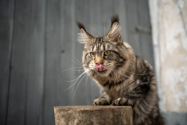 Hungrige gestromte Maine Coon Katze leckt Lippen — Stockfoto