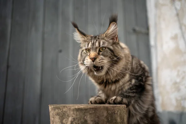 Tabby Maine Coon Katze macht lustiges Gesicht Porträt — Stockfoto